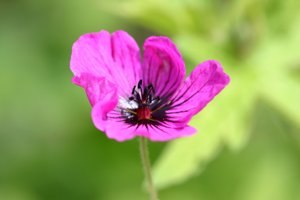 Garsington Anemone, 2009
